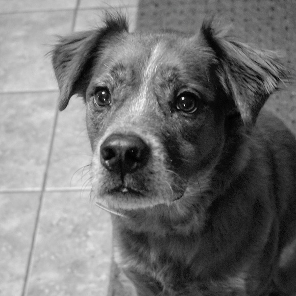 Meet your Posher, Emily - Picture 3 of 3